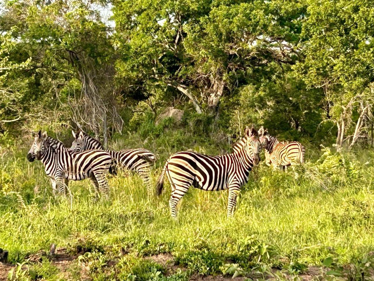 Am Lodge - Hoedspruit Zewnętrze zdjęcie